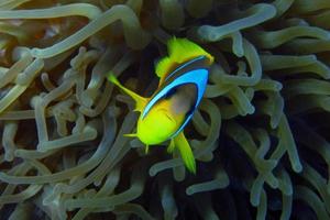 Anemonenfisch-Kamera für das Rote Meer foto