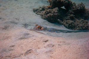 Stachelrochen im Sand bei Korallen foto