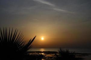 Sonnenaufgang mit Palmen am Meer foto