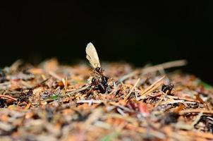 Ameisenhaufen mit einem Schmetterling foto