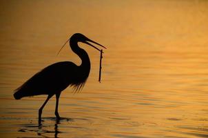 Reiher mit Zweig im Meer bei Sonnenuntergang foto