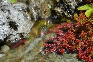 fließendes Wasser aus einem Bach foto