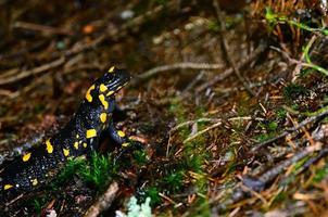 Feuersalamander aufgezogen foto