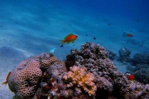 kleiner Fisch im Meer foto