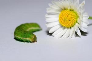 grüne Raupe mit Blume foto