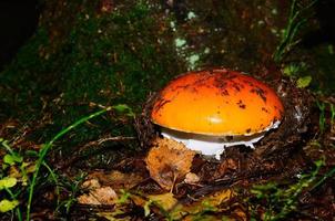 leuchtend orangefarbener Pilz foto