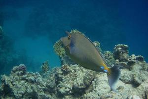 Nase Doktorfisch und Koralle foto