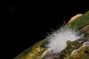 weißer Pilz mit schwarzem foto