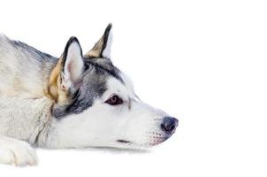 sibirischer husky-hund, der auf schnee liegt, isoliertes porträt, nahaufnahme im freien, gesichtsporträt, schlittenhunde-renntraining bei kaltem schneewetter, starker, süßer und schneller reinrassiger hund für teamarbeit mit schlitten. foto