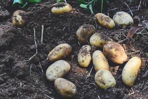 frische kartoffelpflanze, ernte reifer kartoffeln landwirtschaftliche produkte vom kartoffelfeld foto