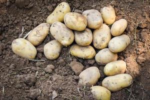 frische kartoffelpflanze, ernte reifer kartoffeln landwirtschaftliche produkte vom kartoffelfeld foto