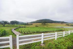 ländlicher Bauernhof mit weißem Zaun und grünem grünem Feld mit Pflanzenbaum und stabilem Kuhstall auf Hügelgebirgshintergrund, Landbauernhof foto