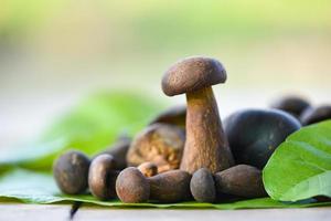 Steinpilz, Steinpilz auf Blatt, frisches rohes Wildpilz-Bio-Lebensmittel in einem Waldherbst - Steinpilz, schwarzes Pfennigbrötchen, Steinpilz oder Königsboletus, normalerweise schwarzer Steinpilz genannt foto