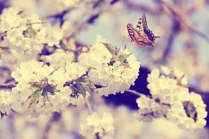 schmetterling und eine schöne naturansicht von frühlingsblühenden bäumen auf unscharfem hintergrund. foto