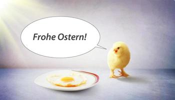 kleines süßes Küken für Ostern. gelbes neugeborenes Küken. foto