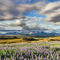 die malerischen Landschaften der Wälder und Berge Islands. wilde blaue Lupine blüht foto