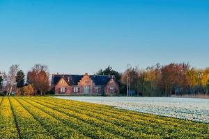 Tulpenfeld in den Niederlanden. Holland foto