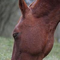 braunes pferd, das auf der wiese weidet foto