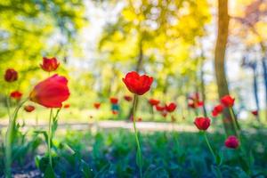 fantastischer floraler Nahaufnahmehintergrund von leuchtend roten Tulpen, die im Garten blühen. Sonniger Frühlingstag mit einer Landschaft aus grünem Gras, blauem Himmel, verschwommener Naturlandschaft foto