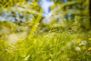 frischer grüner grashintergrund am sonnigen sommertag. grüne Graswiese in einem Wald bei Sonnenuntergang. unscharfer Bokeh-Sommer-Naturhintergrund. foto