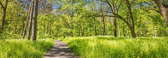 Trail in einer grünen Waldpanoramalandschaft im Frühling. magische Waldlandschaft, landschaftlich reizvolles Panorama. sonniger grüner naturpfad, graswiese