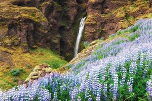 die malerischen Landschaften der Wälder und Berge Islands. wilde blaue lupine, die im sommer blüht. foto