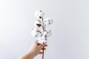 Frauenhand, die getrocknete weiße Baumwollblume lokalisiert auf weißem Hintergrund hält. Stoff Tuch Weichheit natürliche Bio-Bauernhof-Allergie-Konzept. foto