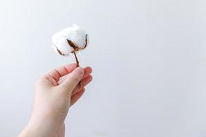 Frauenhand, die getrocknete weiße Baumwollblume lokalisiert auf weißem Hintergrund hält. Stoff Tuch Weichheit natürliche Bio-Bauernhof-Allergie-Konzept. foto