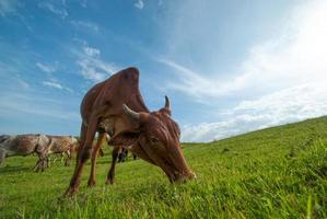 Kühe grasen auf einer üppigen Wiese foto