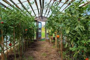 Reifung von roten und grünen Tomaten in einem Gewächshaus foto