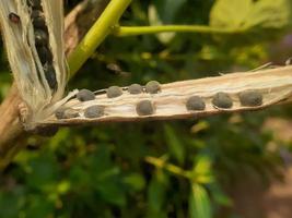 verschiedene Pflanzen der wilden Natur foto