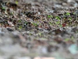 verschiedene Pflanzen der wilden Natur foto