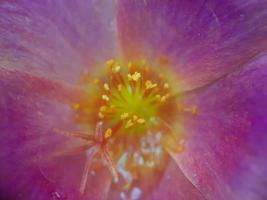 verschiedene Pflanzen der wilden Natur foto