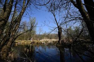 Sumpflandschaft mit Teich foto