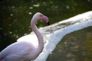 Flamingo sieht im Zoo aus foto