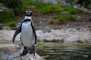 Pinguin, der auf einem Felsen steht foto
