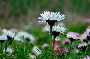 Gänseblümchen im Frühling foto