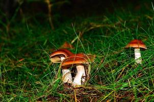 brauner Pilz im Wald foto