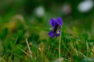 violett im Frühjahr foto