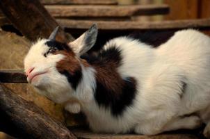 Liebe Ziege im Zoo foto