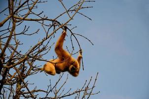 Affe hängt an einem Baum foto