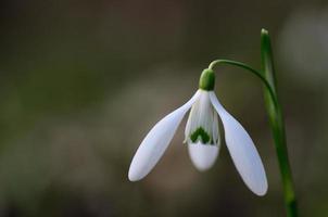 frisches Schneeglöckchen im Frühling foto