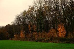 grüne wiese und herbstwald foto