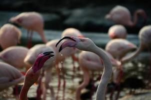 zwei Flamingos mit Wassertropfen foto