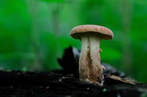 Pilz am Stamm mit Grün foto