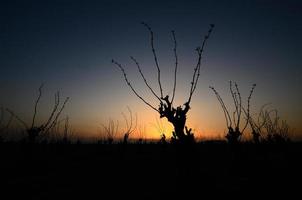 Sträucher bei Sonnenuntergang foto