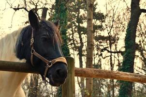 Pferd auf einer Ranch foto