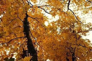 Gelber Herbstwald foto