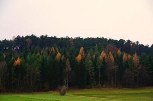 bunter herbstwald grauer himmel foto