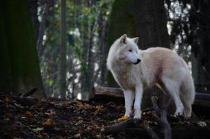 weißer Wolf schaut